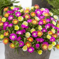 Delosperma Wheels of Wonder Mix WEB COVER