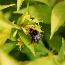 Diervilla-Honeybee_Amici Insetti web