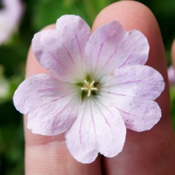 Geranium Dreamland - Flowers 1 WEB