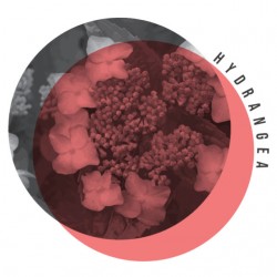 Hydrangea Bookmood WEB