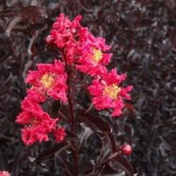 Lagerstroemia Black solitaire web