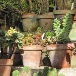 ORTO BOTANICO PADOVA 1