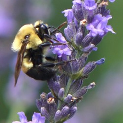 Phenomenal Lavender Bee