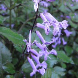 Plectranthus-Mona-Lavender web