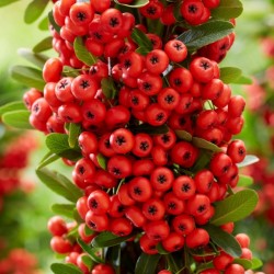 Pyracantha-Red Star__1 web
