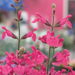 Salvia Pink Pong WEB