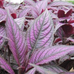 Strobilanthes_Jaldety