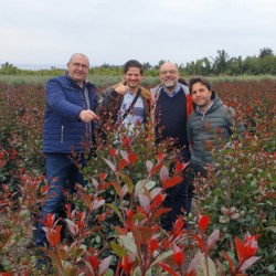 Syzygium ETNA FIRE® ('Crysyred'PBR) -3