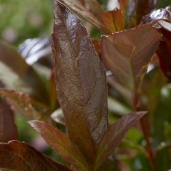 Viburnum Coppertop_3
