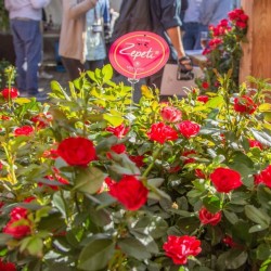 WEB_ZEPETI®-Launch-Event19_028_HD