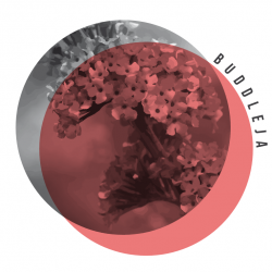 bookmood buddleja