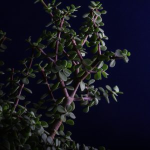 Coltivare le piante grasse in autunno con successo