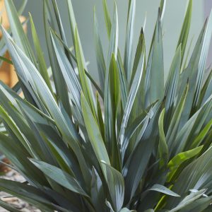 Dianella Blue Stream