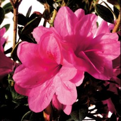 ENCORE® Empress Conles