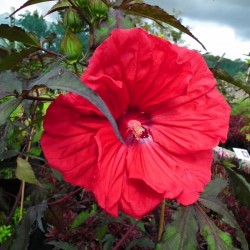 Globeplanter Hibiscus CAROUSEL Red Wine_Matteo Ragni web