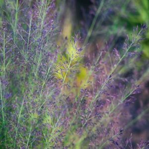 Molinia Banshee Matteo Ragni Plantipp