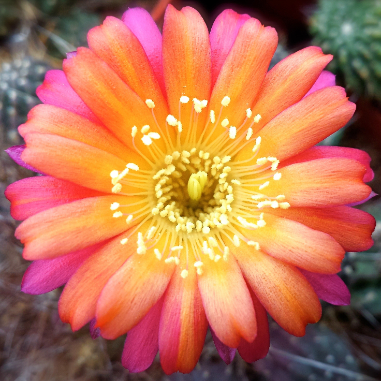 Semi Di Piante Grasse E Succulente &ndash; 55 Pezzi, Perenni Resistenti Da Balcone, Ideali Per Decorazione Esterna E Tappezzante Da Giardino