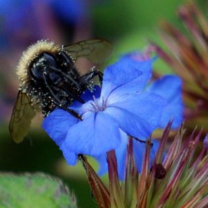 piante nettarifere per il giardino