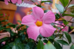 Sundaville - Mandevilla - 621 - Sunparaprero - Beauty Rose 45