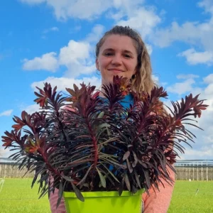 Matteo Ragni la voce delle piante_Euphorbia Miner s Merlot