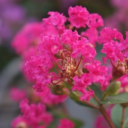 laross Lagerstroemia-Kiss_Close up flower WEB