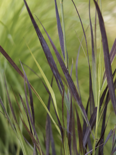pavpbre Panicum-Purple Breeze_Close up foliage